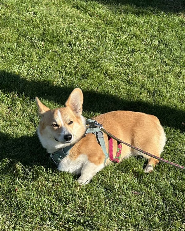 she shall not walk
